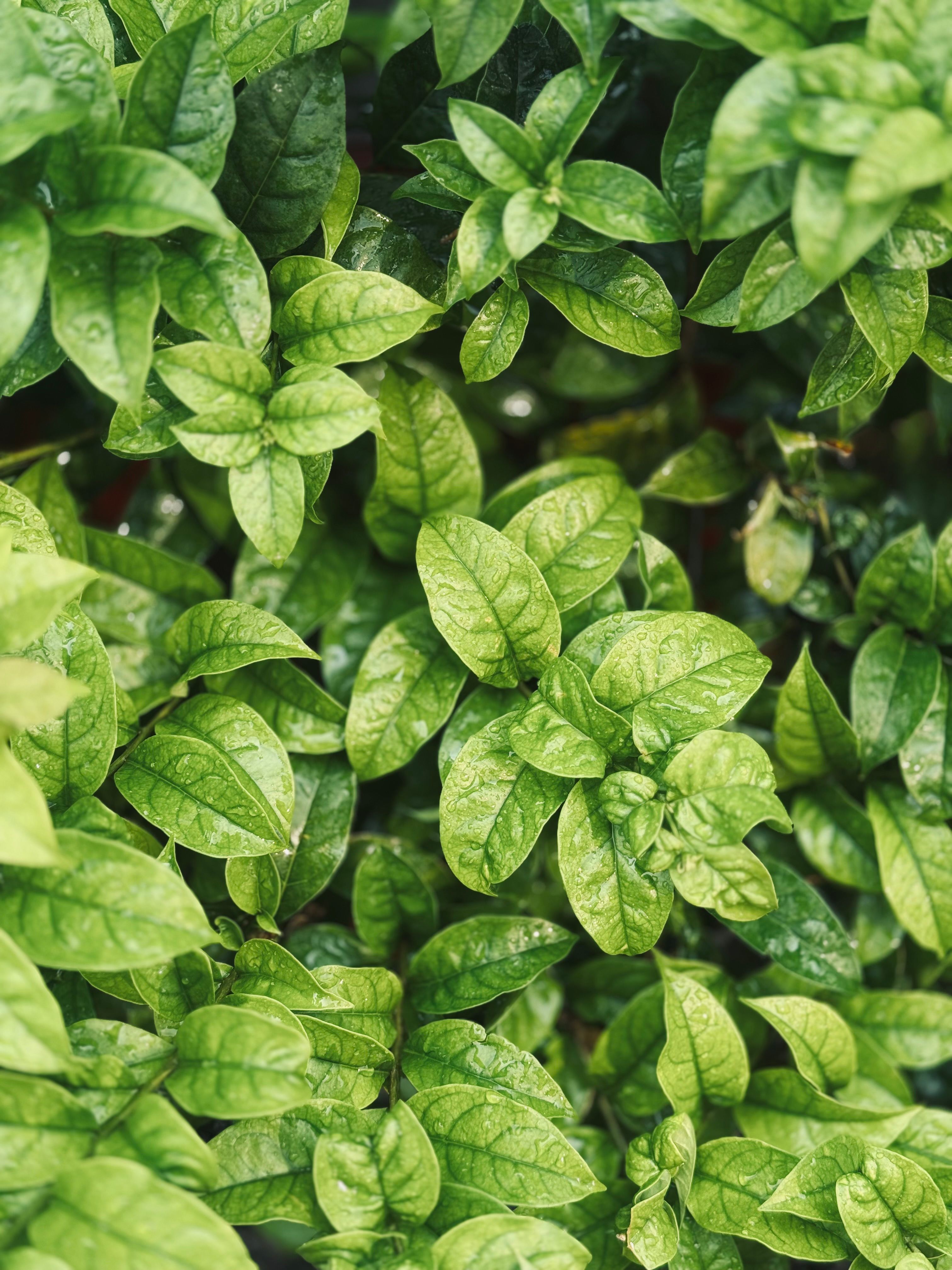 Vibrant Green Foliage with Fresh Leaves · Free Stock Photo