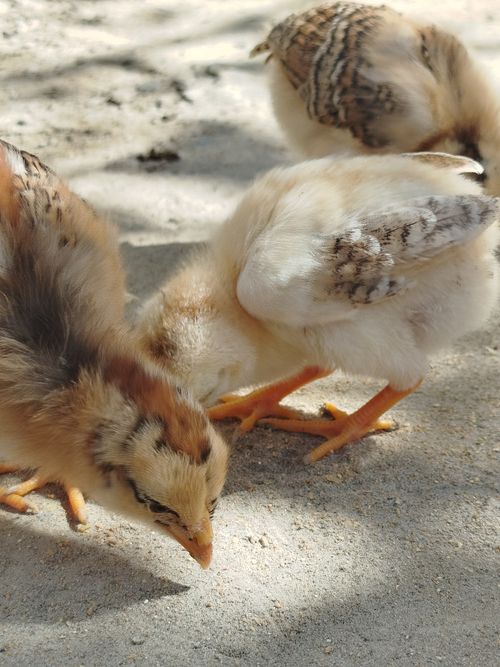 Free Three baby chicks pecking and exploring on a sunlit sandy surface. Stock Photo