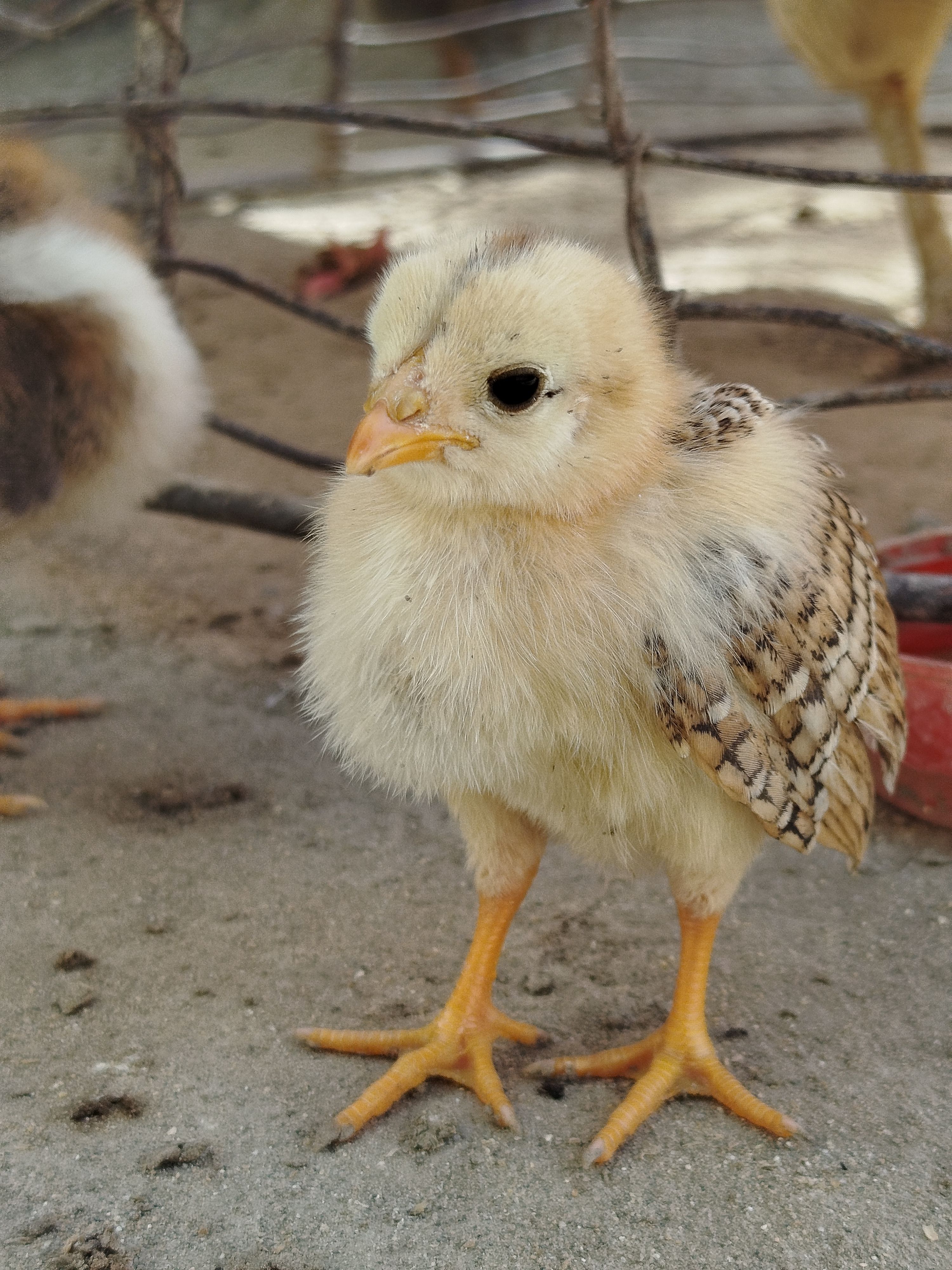 Poussin duveteux – KIVU AGROFEED STARTER
