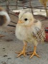 Kienyeji chicks