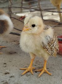 Kienyeji chicks