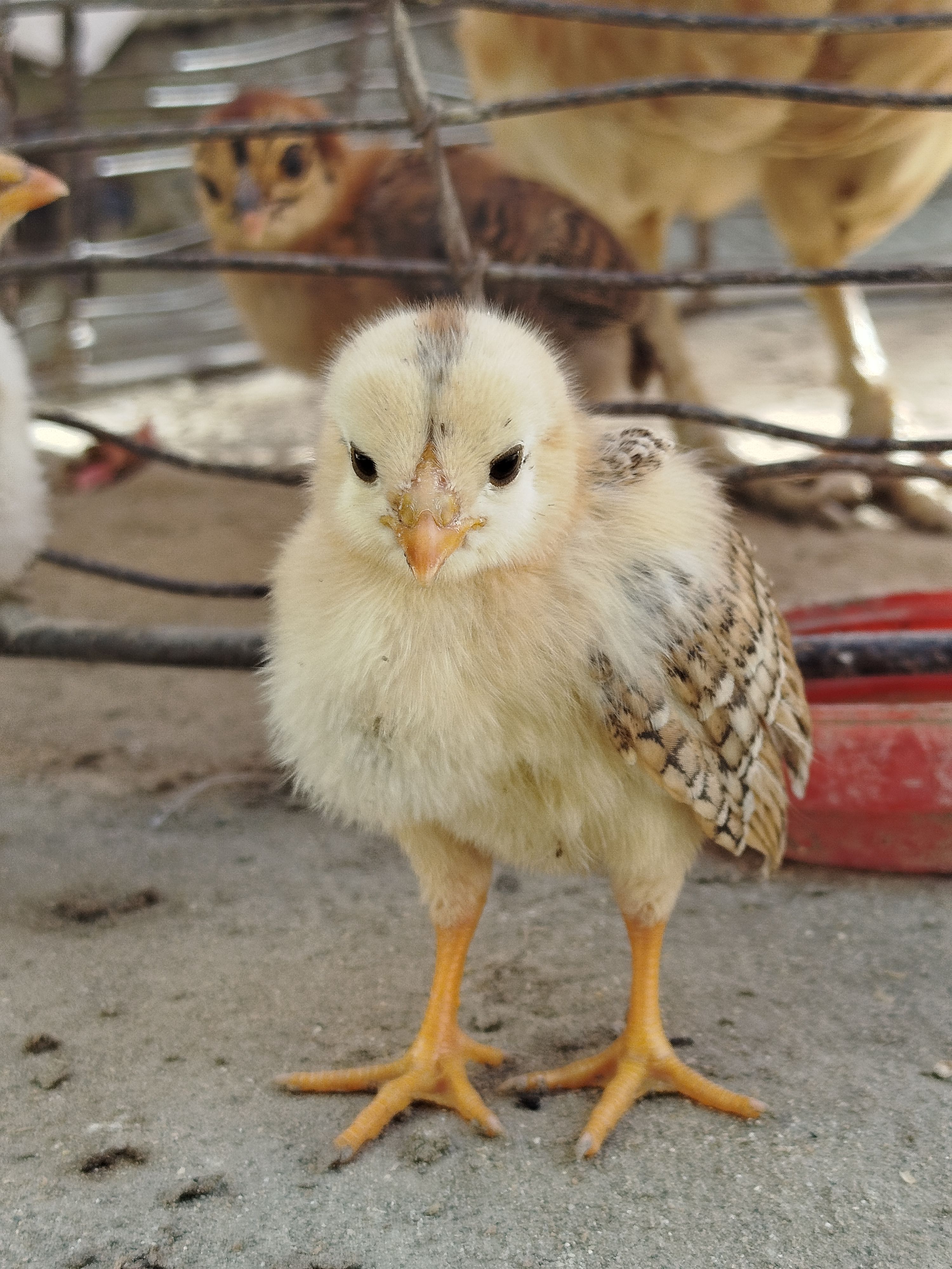 Cute yellow chick standing in a pen with other birds in the background.