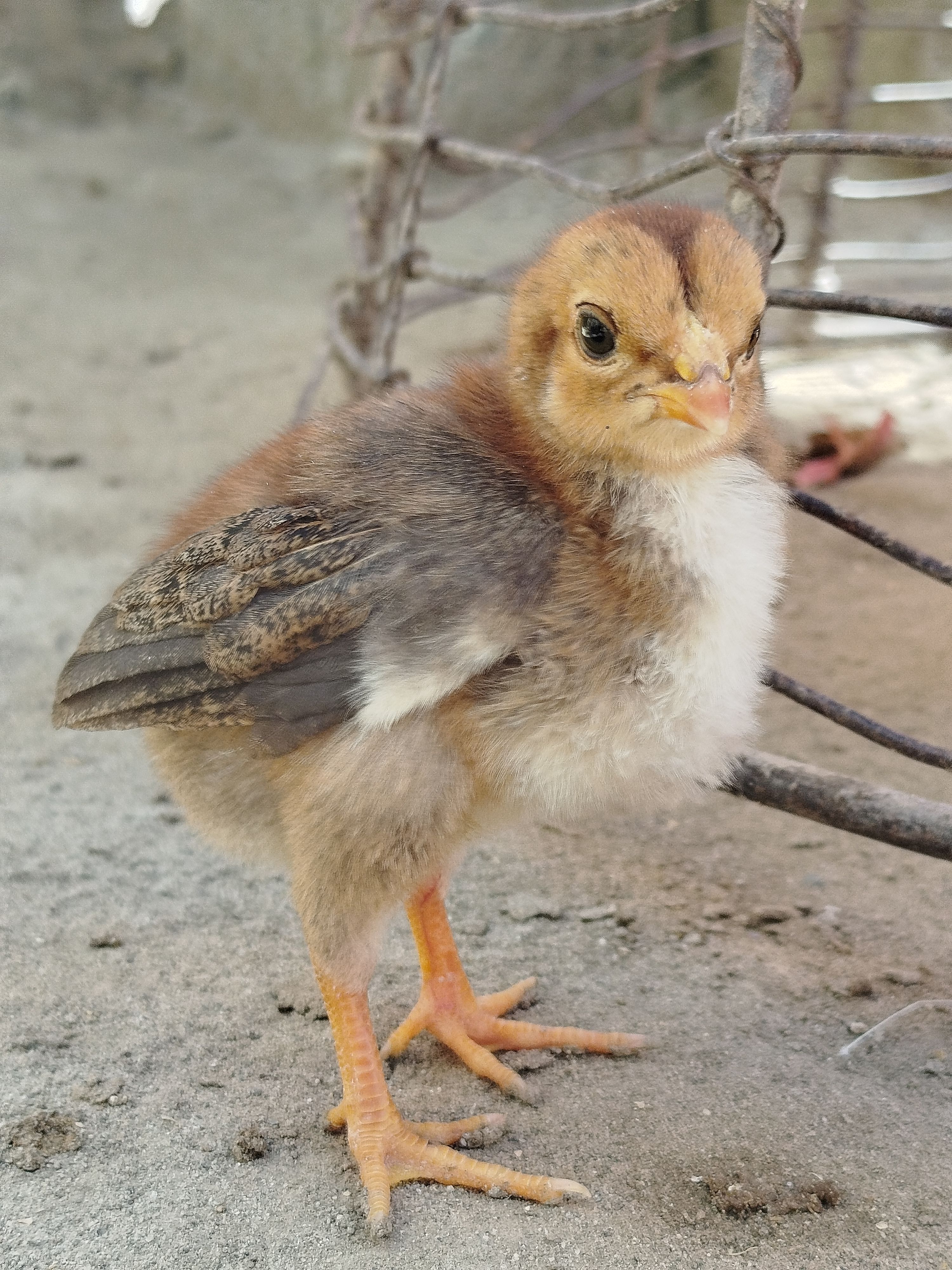 Poussins KIVU AGROFEED en élevage