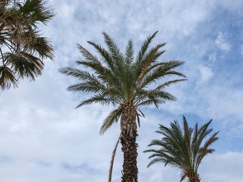 Free Majestic palm trees reaching into a bright blue summer sky, capturing a tropical paradise feel. Stock Photo