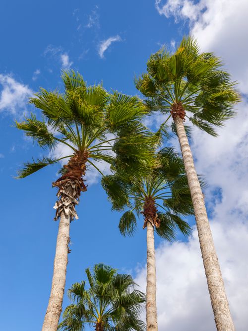 Free Stunning view of tall palm trees with lush fronds against a vibrant blue sky, ideal for travel inspiration. Stock Photo