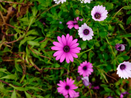 Free A collection of vibrant purple and white flowers in full bloom, capturing the essence of spring. Stock Photo