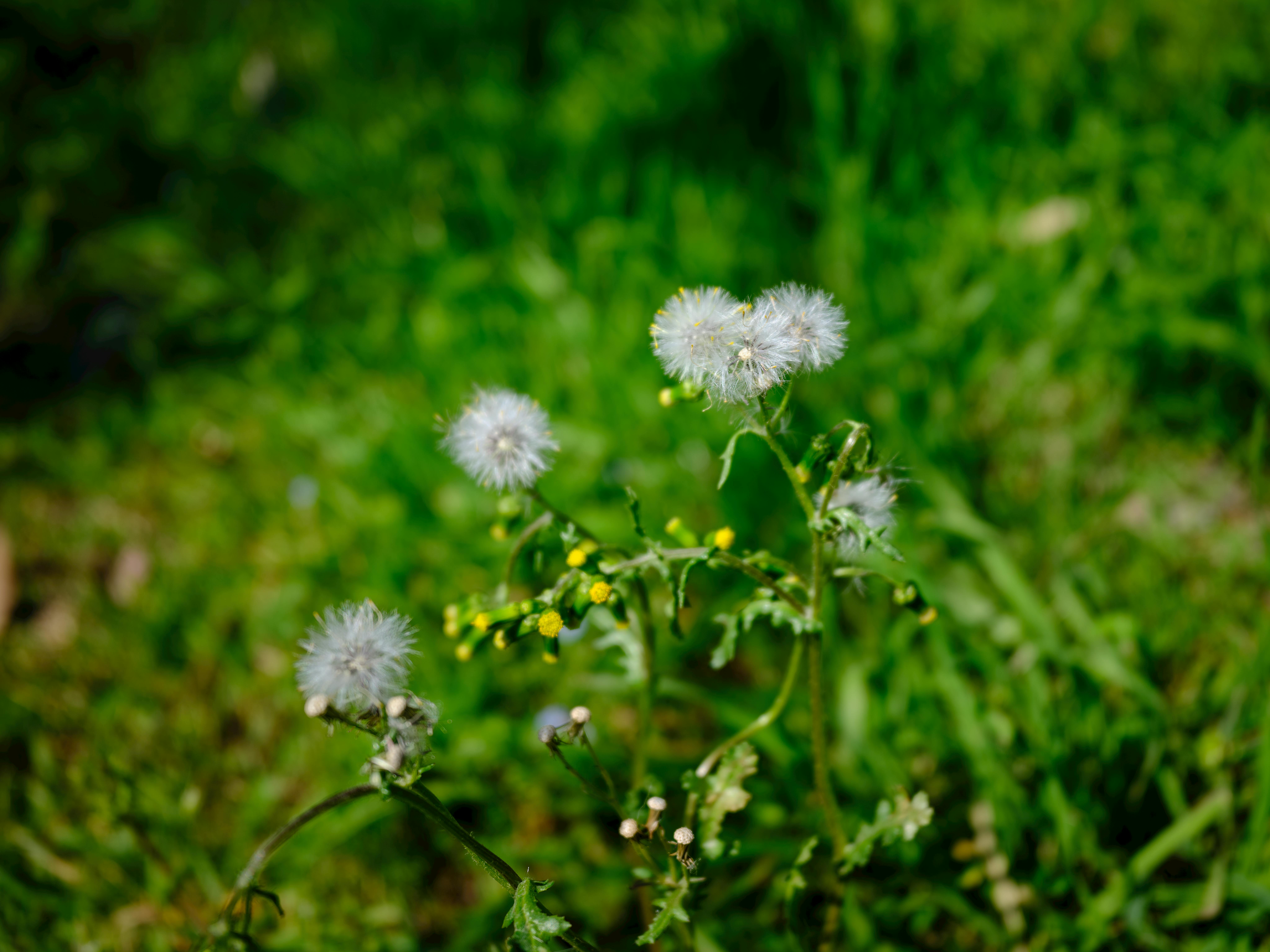 Spring meadow with grasses releasing pollen