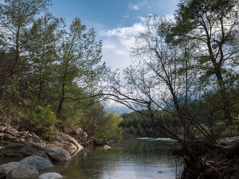 Explore a peaceful forest landscape with a quiet lake, perfect for relaxation and nature enthusiasts.
