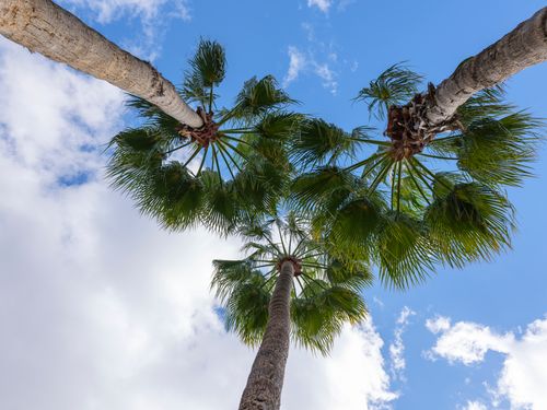 Free A stunning upward view of tall palm trees set against a vibrant blue sky with clouds. Stock Photo