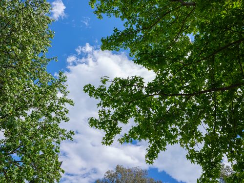 Free A tranquil scene featuring a vibrant green canopy framing a clear blue sky with fluffy clouds. Stock Photo