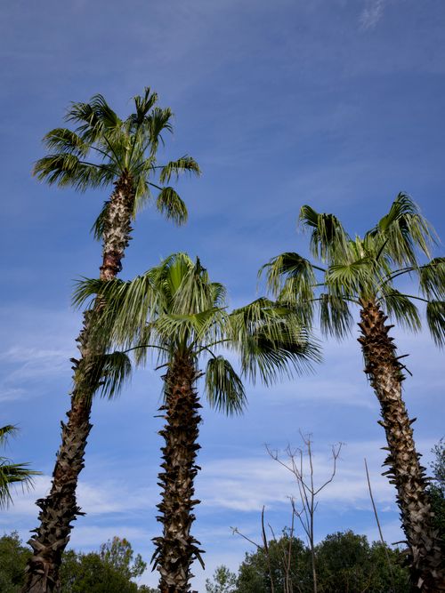 Free Majestic palm trees reach towards a vibrant blue sky, evoking a sense of tropical paradise. Stock Photo