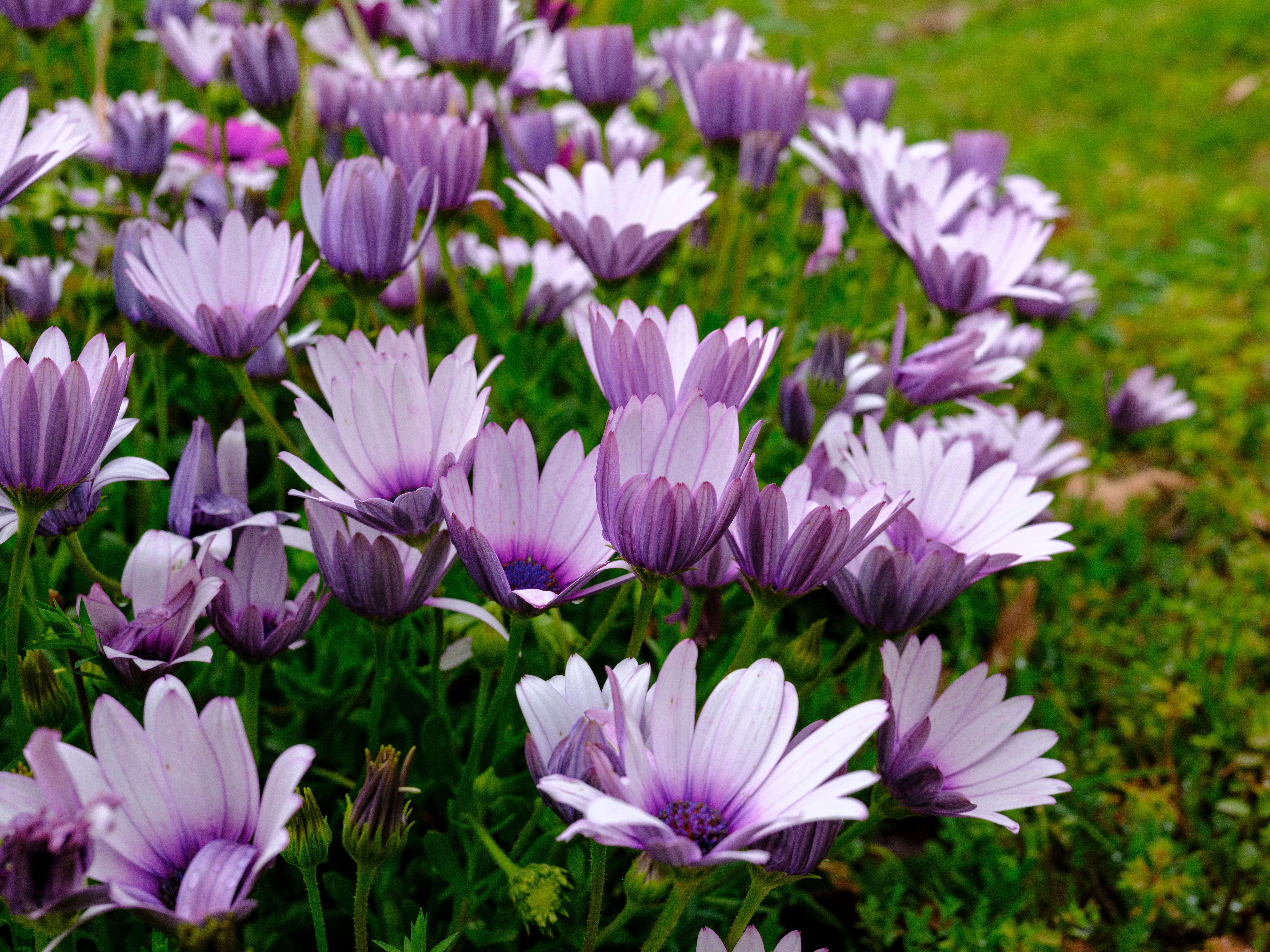 Comment Planter des Plantes Vivaces : Guide Complet
