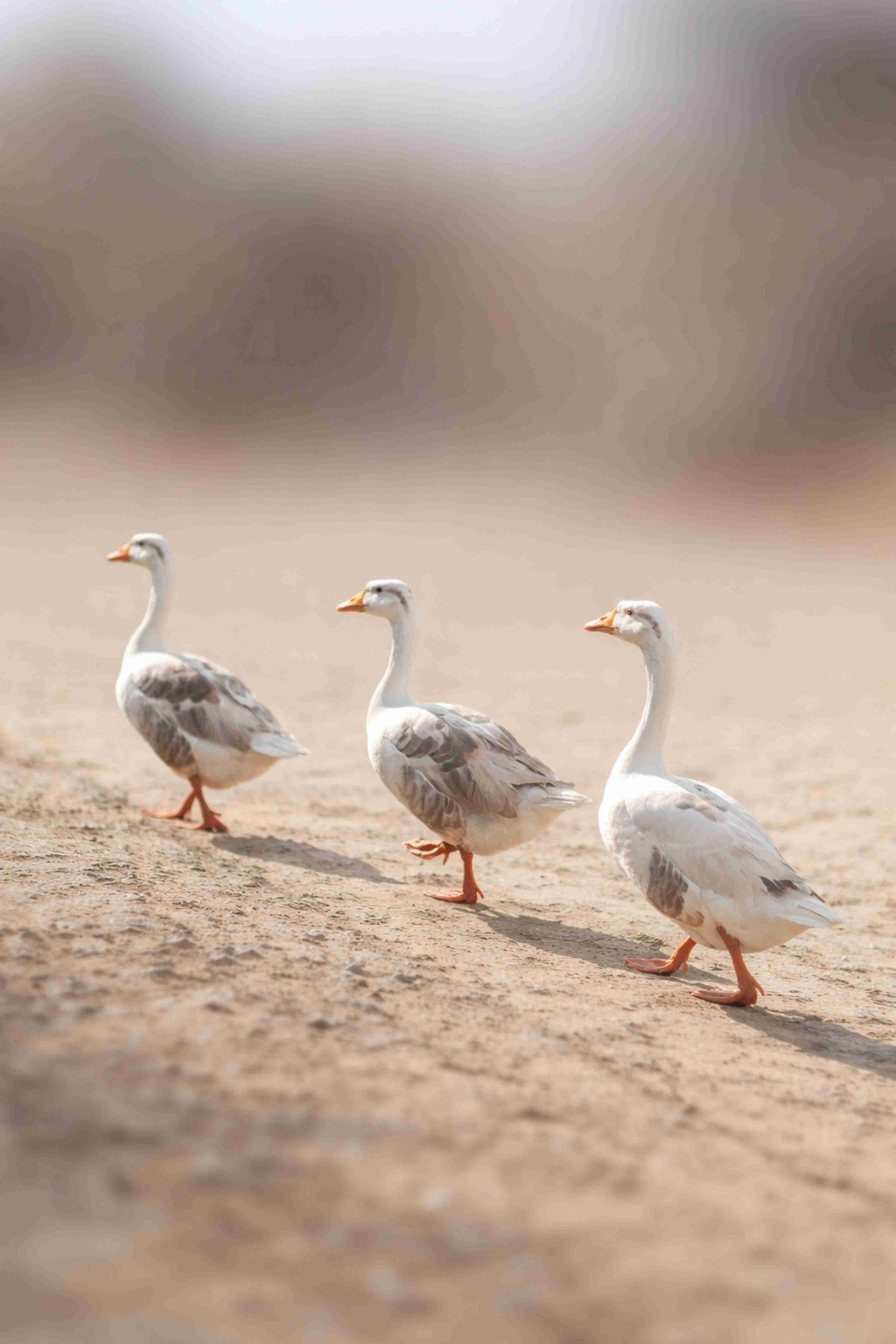 A group of three geese walking on a sandy path in India in a sunlit outdoor setting.
