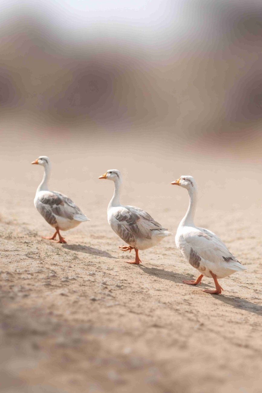 A group of three geese walking on a sandy path in India in a sunlit outdoor setting.