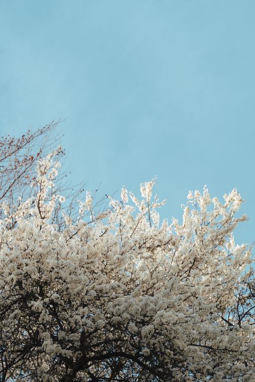 Free Beautiful cherry blossoms in full bloom against a clear blue sky, capturing the essence of spring. Stock Photo