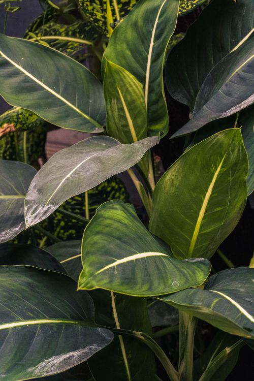 Free Detailed view of lush tropical plant leaves highlighting vibrant greens and natural texture. Stock Photo
