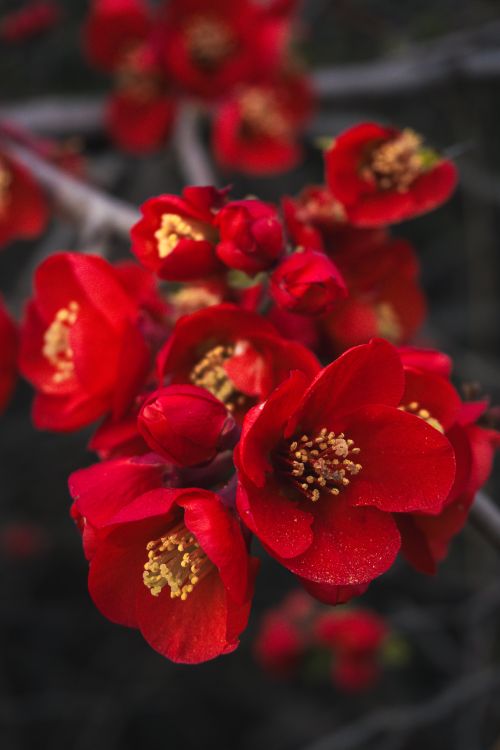 Free Close-up of vibrant red flowers in full bloom, showcasing their delicate texture and vivid color. Stock Photo
