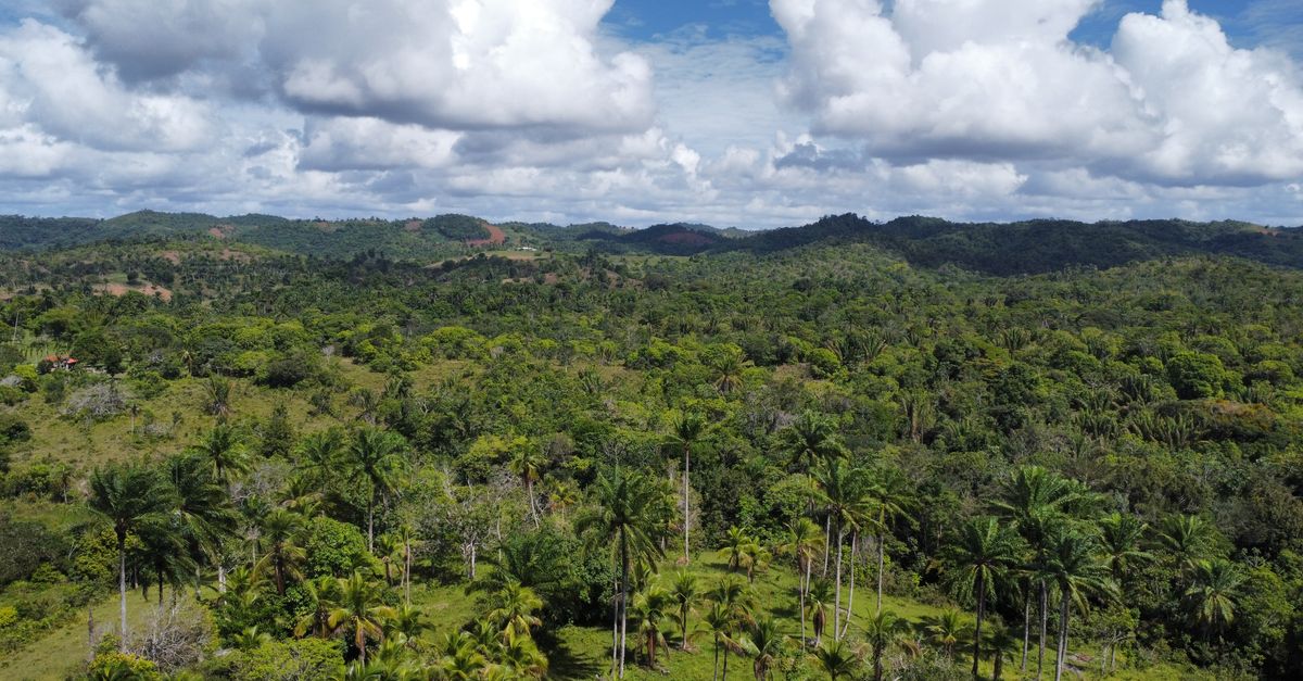La RSE hotelera en Dominica como estrategia para fortalecer la biodiversidad y adaptación climática La RSE hotelera en Dominica como estrategia para fortalecer la biodiversidad y adaptación climática