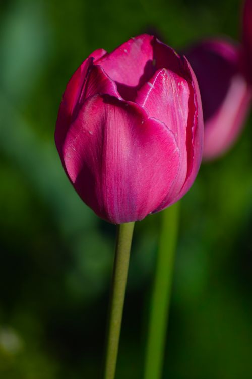 Free Close-up of a vibrant pink tulip in full bloom against a green background. Stock Photo