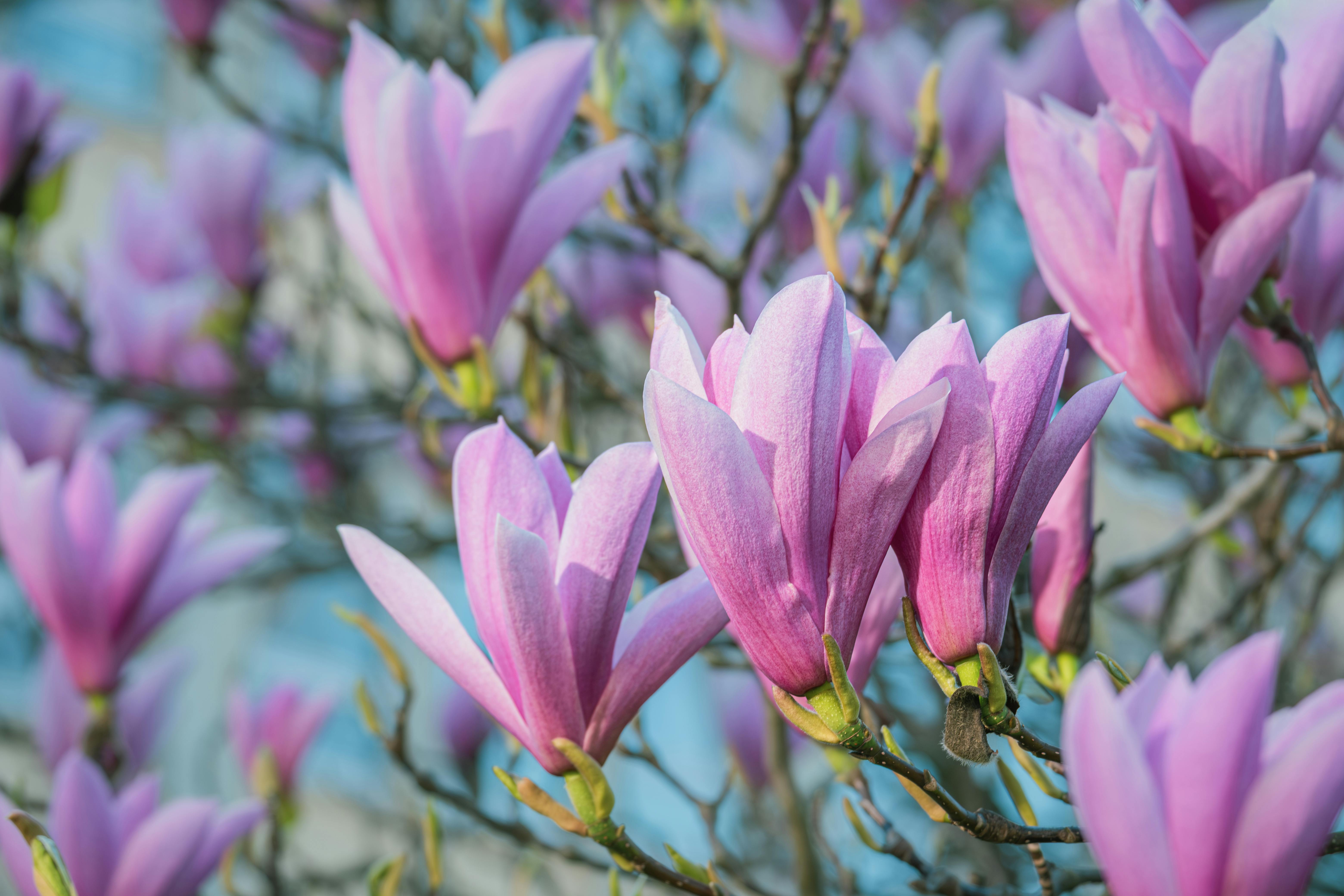 Magnolia’s AAA Hobbies To Close 2026 (Second Half). Iconic Hobby- Craft Emporium — Photo by Ilo Frey on Pexels