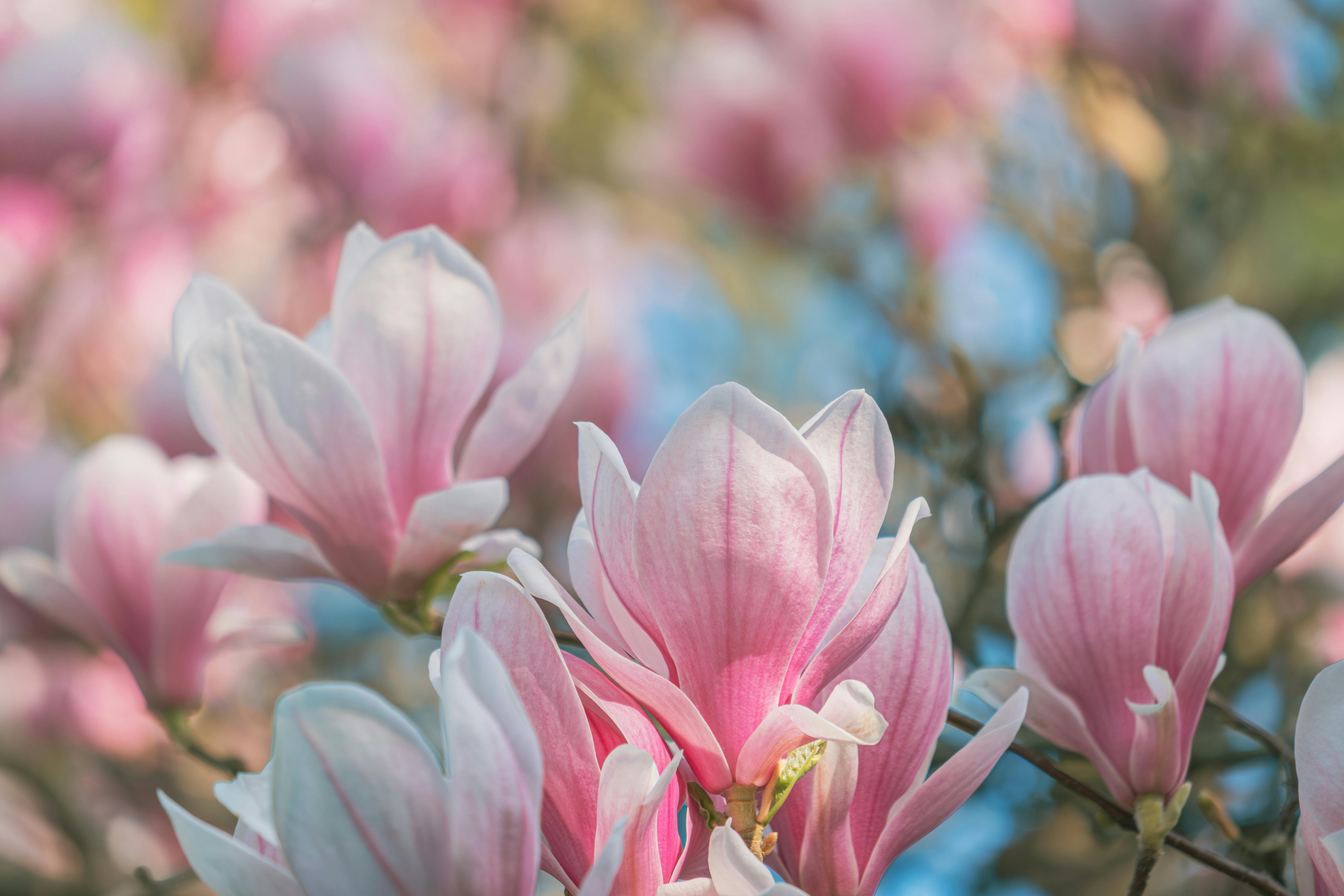 Magnolia’s AAA Hobbies To Close 2026 (Second Half). Iconic Hobby- Craft Emporium — Photo by Ilo Frey on Pexels