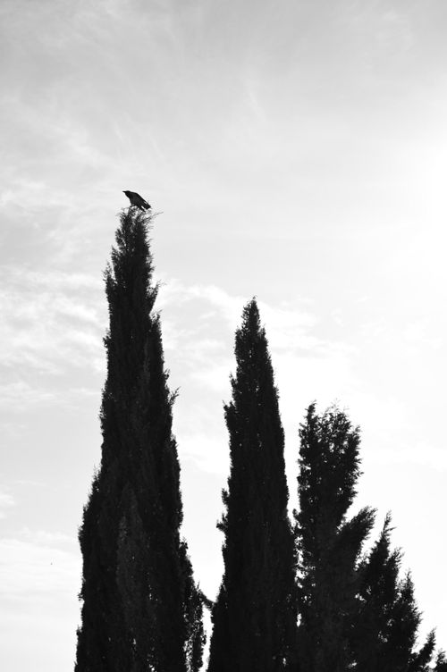 Free Dramatic monochrome image of a bird perched on a tall tree against the sky. Stock Photo