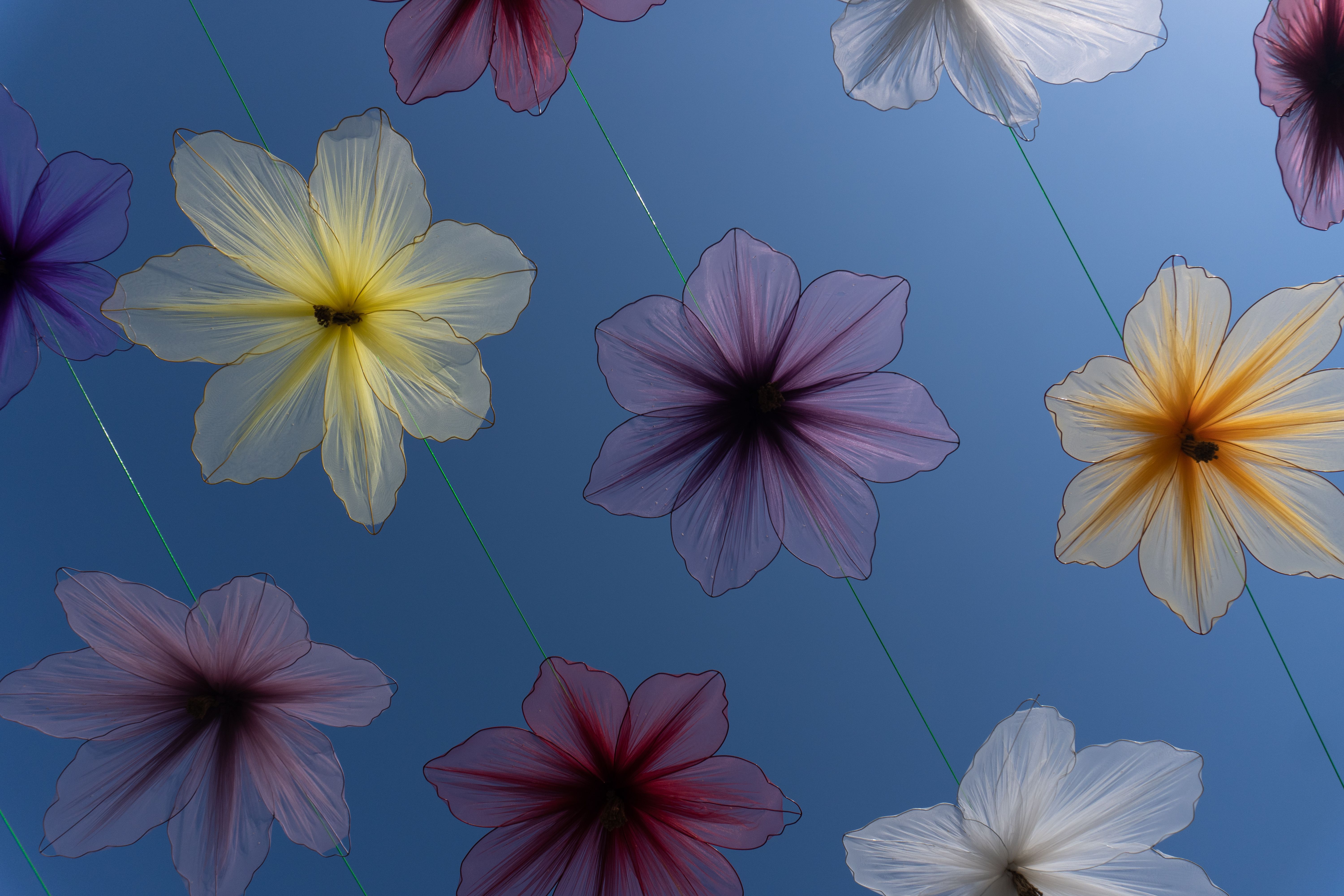 [ColoSach]-vibrant-fabric-flowers-suspended-against-a-clear-blue-sky-in-baku,-azerbaijan.