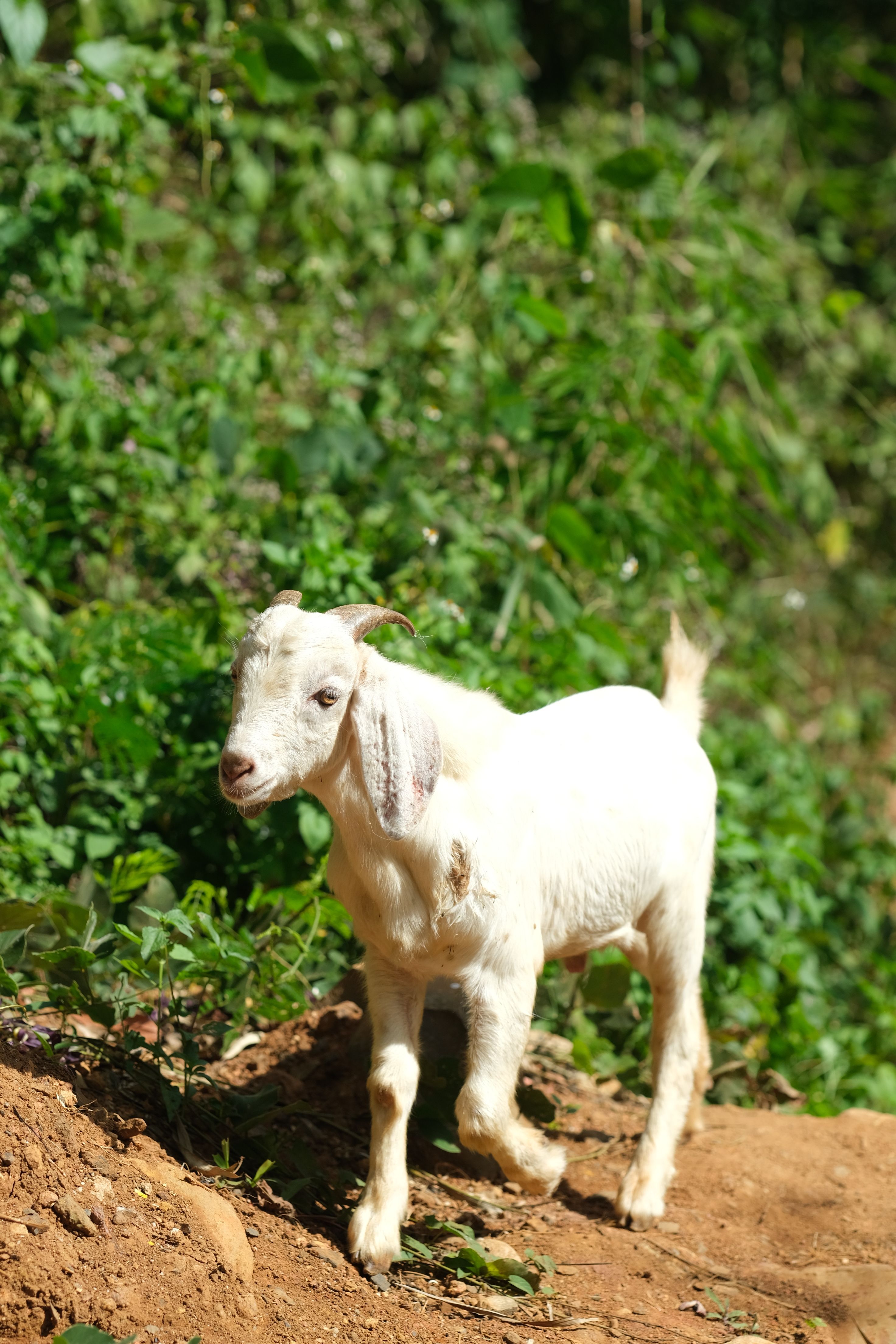 Adorable Young Goat in Lush Greenery · Free Stock Photo