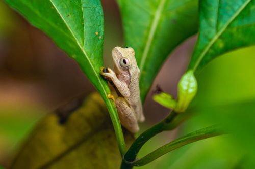 Free Close-up of a tree frog camouflaged on a green leaf in a lush environment. Stock Photo