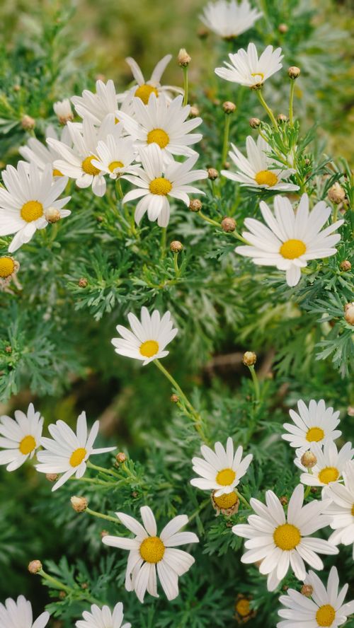 Free Vibrant white daisies in full bloom during summer in a lush garden. Stock Photo