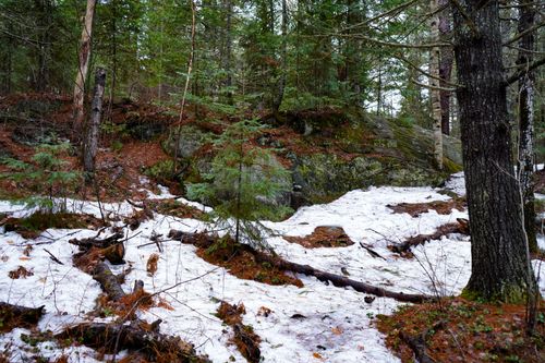 Free Forest scene in early spring showing melting snow and evergreen trees. Stock Photo