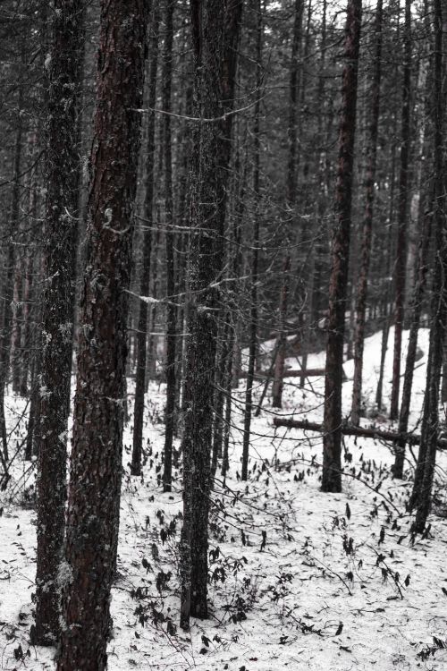 Free A serene snowy forest with tall trees in winter, creating a peaceful and natural scene. Stock Photo