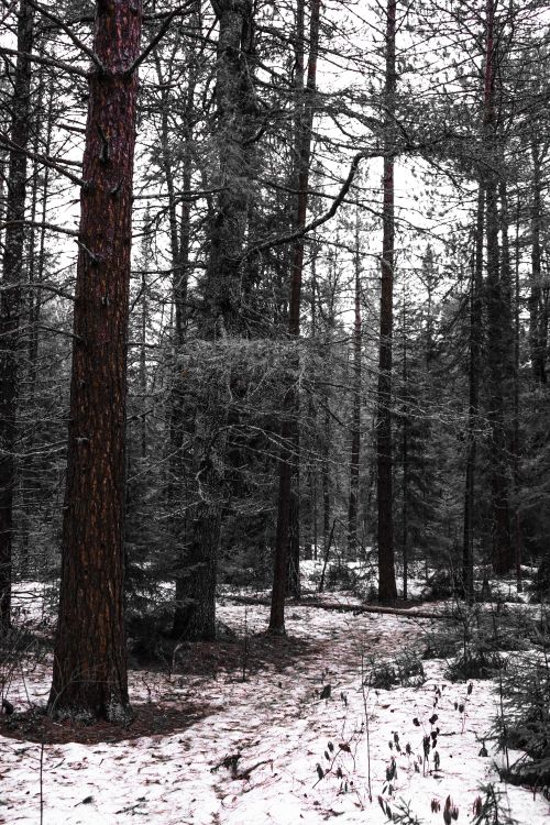 Free A serene winter forest with a snow-covered path winding through tall trees. Stock Photo