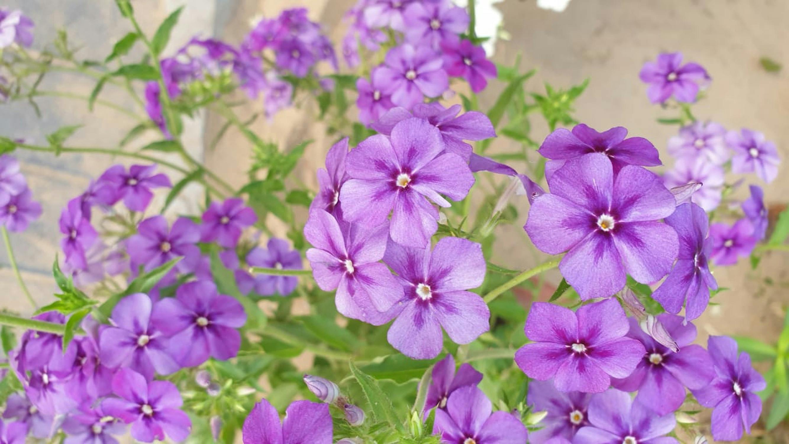 [ColoSach]-close-up-of-beautiful-purple-phlox-flowers-in-bhubaneswar,-india,-showcasing-vibrant-blooms-in-spring.