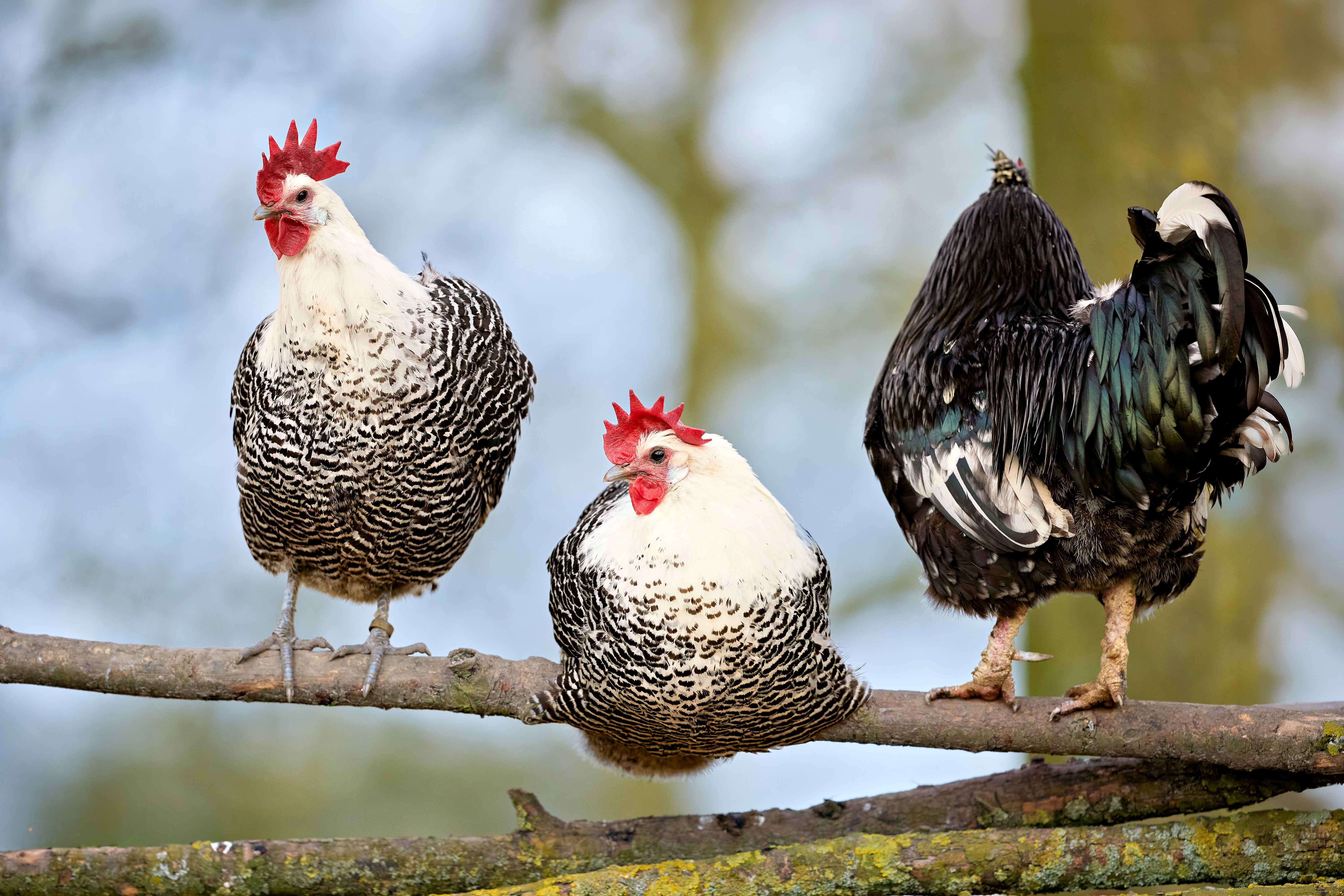 Braekel chickens resting on a rustic branch in an outdoor rural setting.