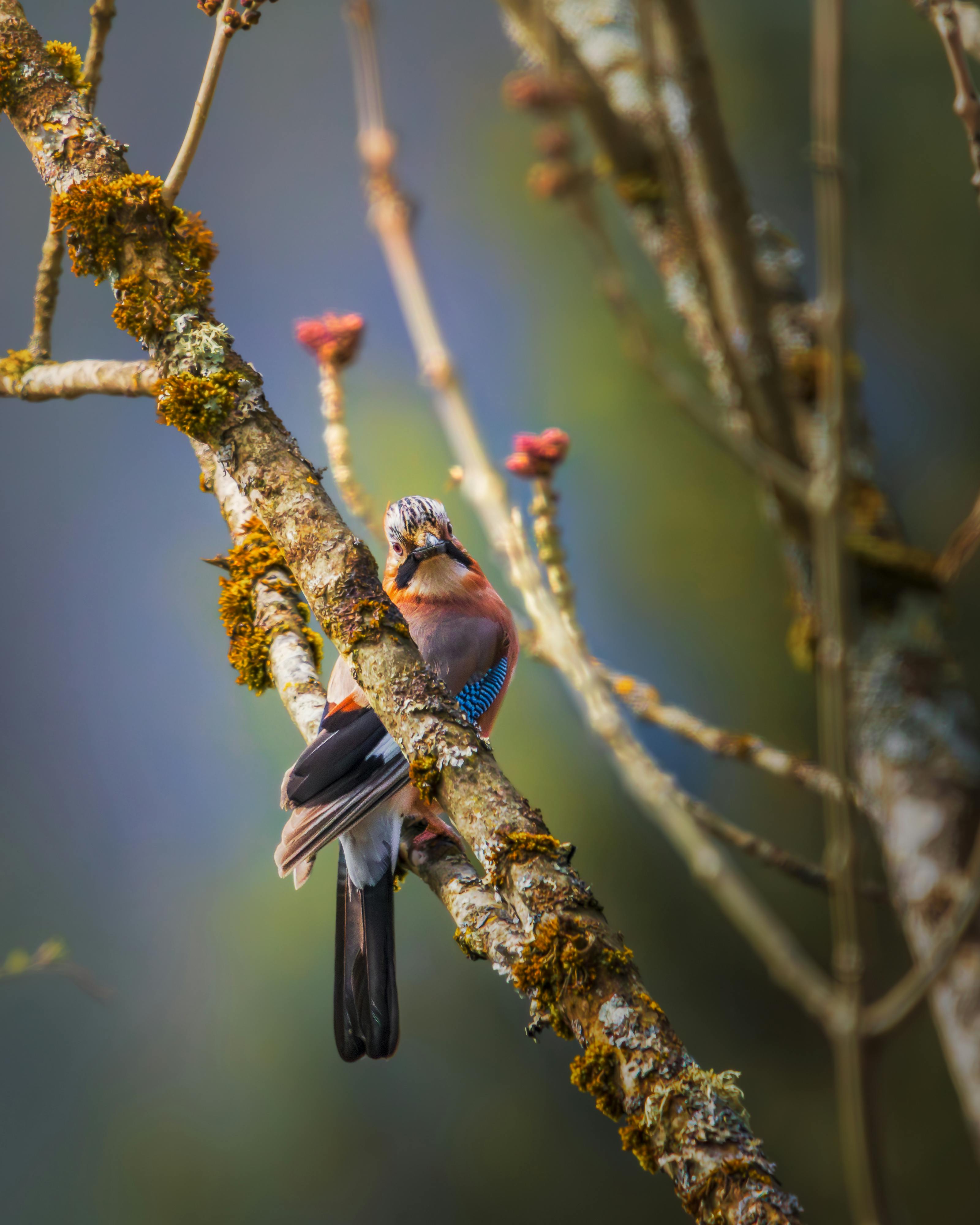 A vibrant Eurasian Jay perched on a moss-covered branch in Eben im Pongau, Austria.