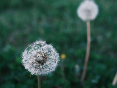 Free Captivating close-up of a dandelion in a lush green field in Zonguldak, perfect for nature and botanical themes. Stock Photo