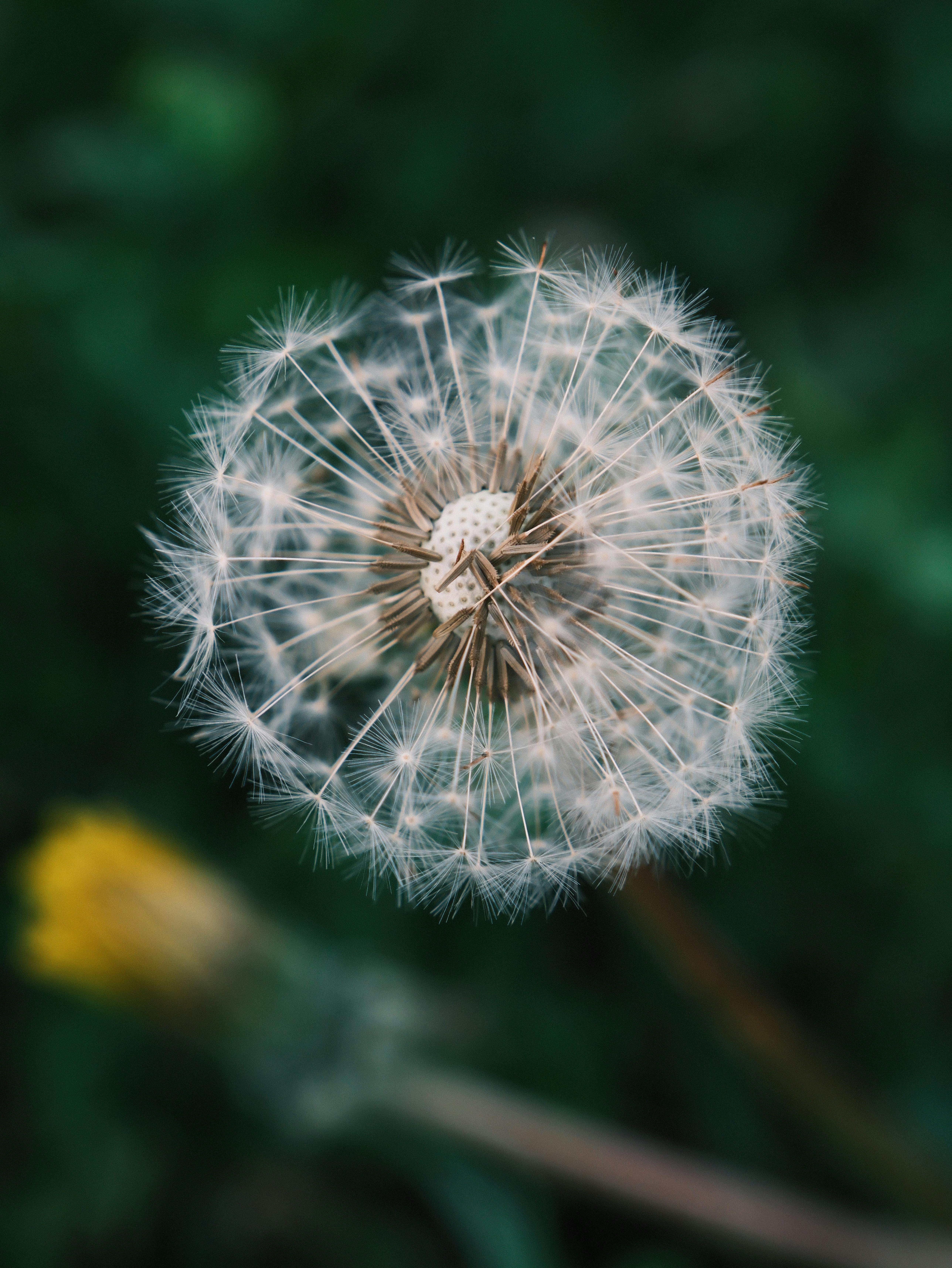Dandelion plant