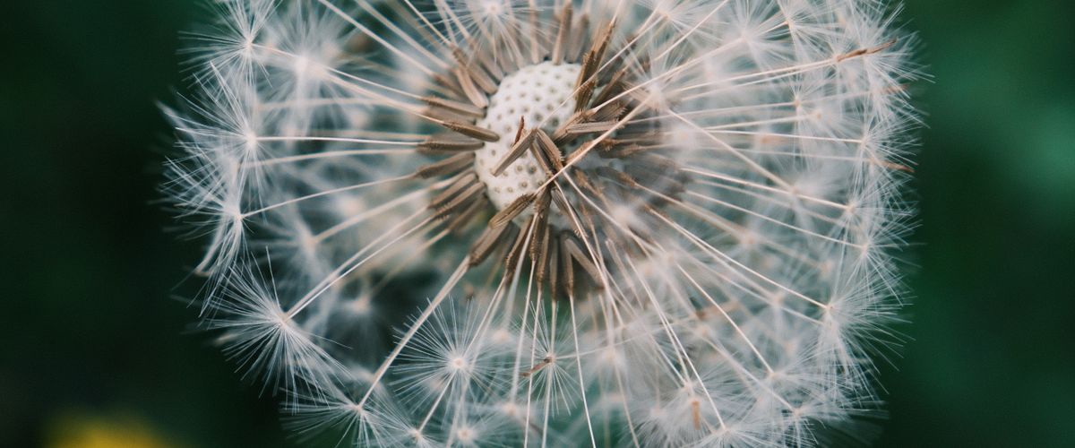 Dandelion plant