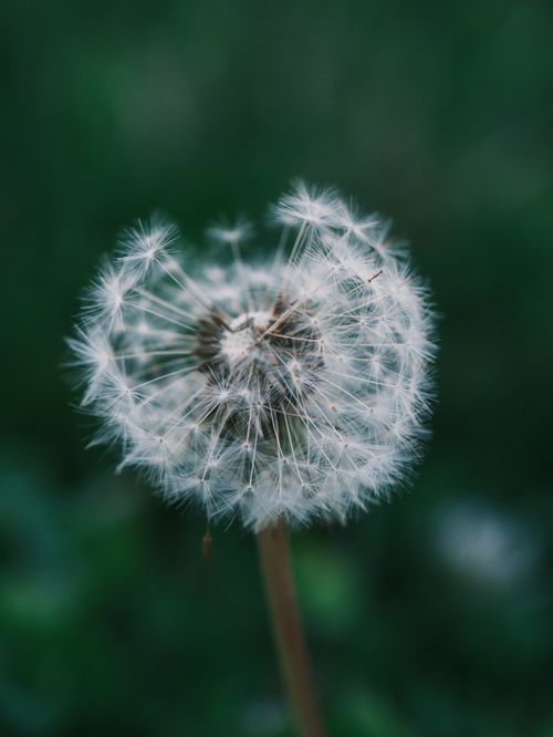 Free Detailed close-up of a fluffy dandelion seed head, showcasing delicate seeds ready to disperse. Stock Photo