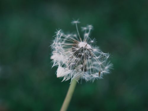 Free Beautiful macro shot of a dandelion with seeds ready to disperse, symbolizing change and growth. Stock Photo