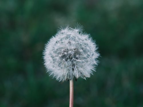 Free Detailed macro photograph of a dandelion in bloom against a lush blurred green backdrop. Stock Photo