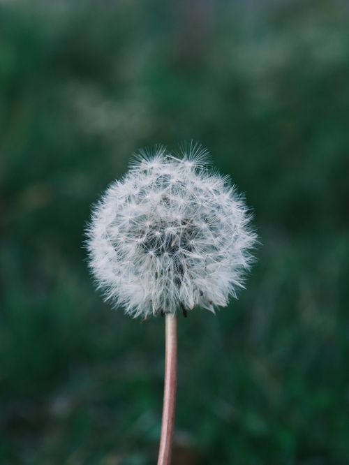 Free Detailed image of a dandelion puff in Zonguldak, Türkiye, showing intricate seed patterns. Stock Photo