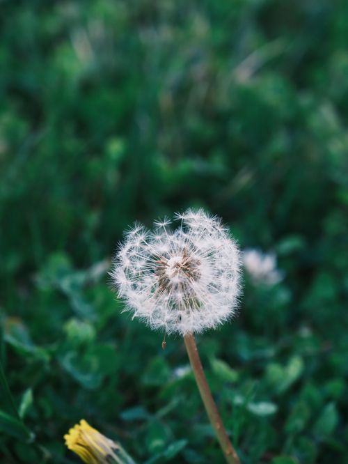 Free Macro shot of a dandelion seed head against vibrant green grass, symbolizing nature's beauty. Stock Photo