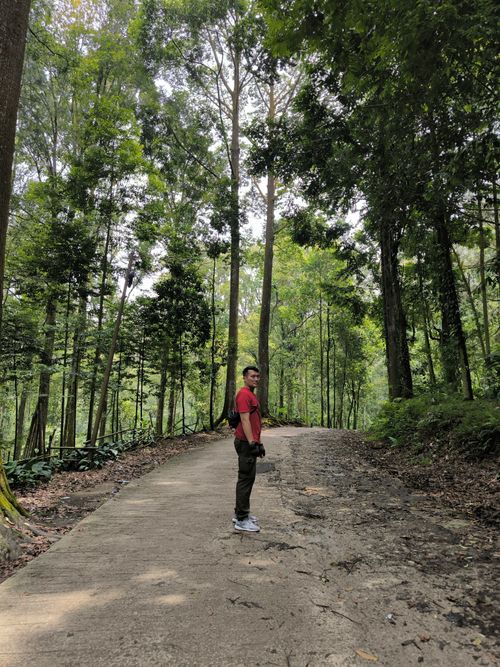 Free Man walking along a serene forest path in Indonesia, surrounded by lush greenery. Stock Photo