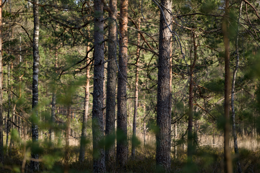 Serene view of a sunlit boreal forest with tall conifer trees and lush greenery.
