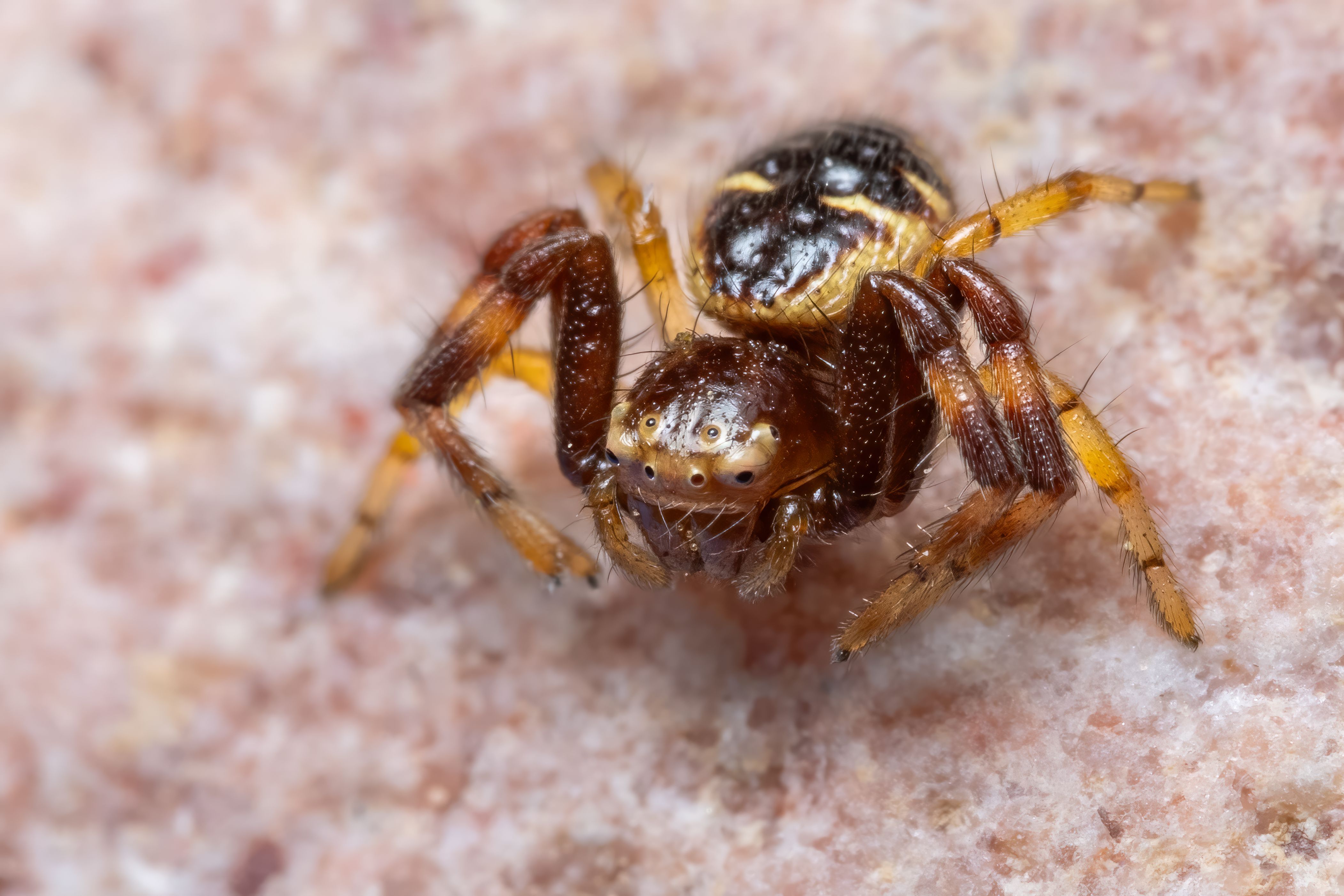 Representative licensed macro photograph of a spider on rock in Spain; not Idioctis marevallum or a photo taken in Mauritius