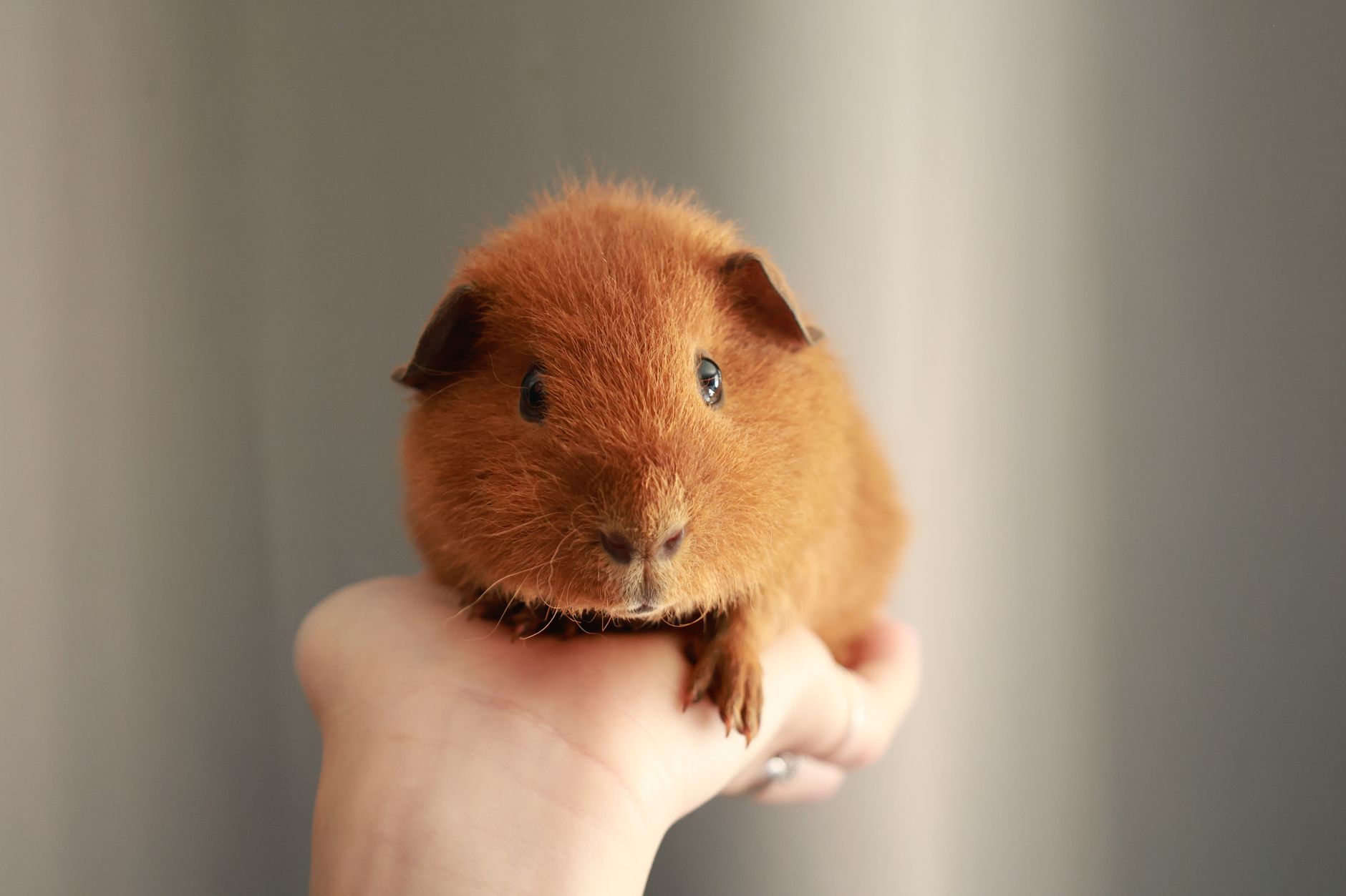 モルモットの多頭飼いで相性を見るときの様子