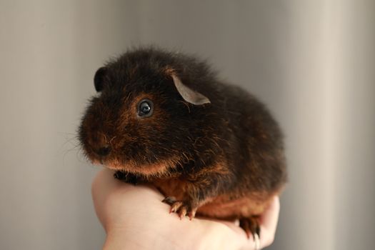 A cute guinea pig with dark fur resting comfortably in a person's hand.