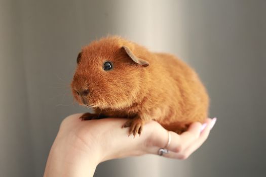 hamster photo